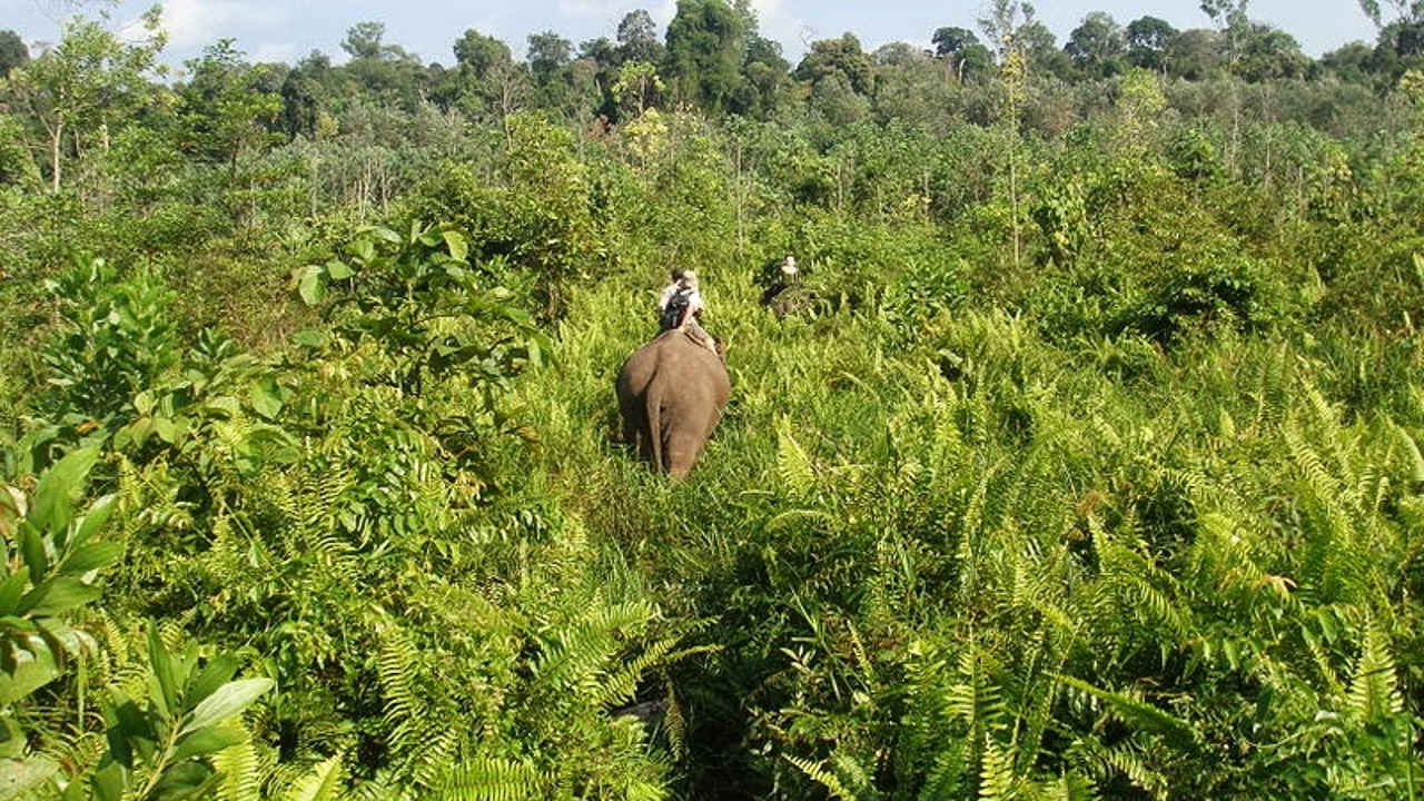 tempat wisata dumai taman nasional tesso nilo