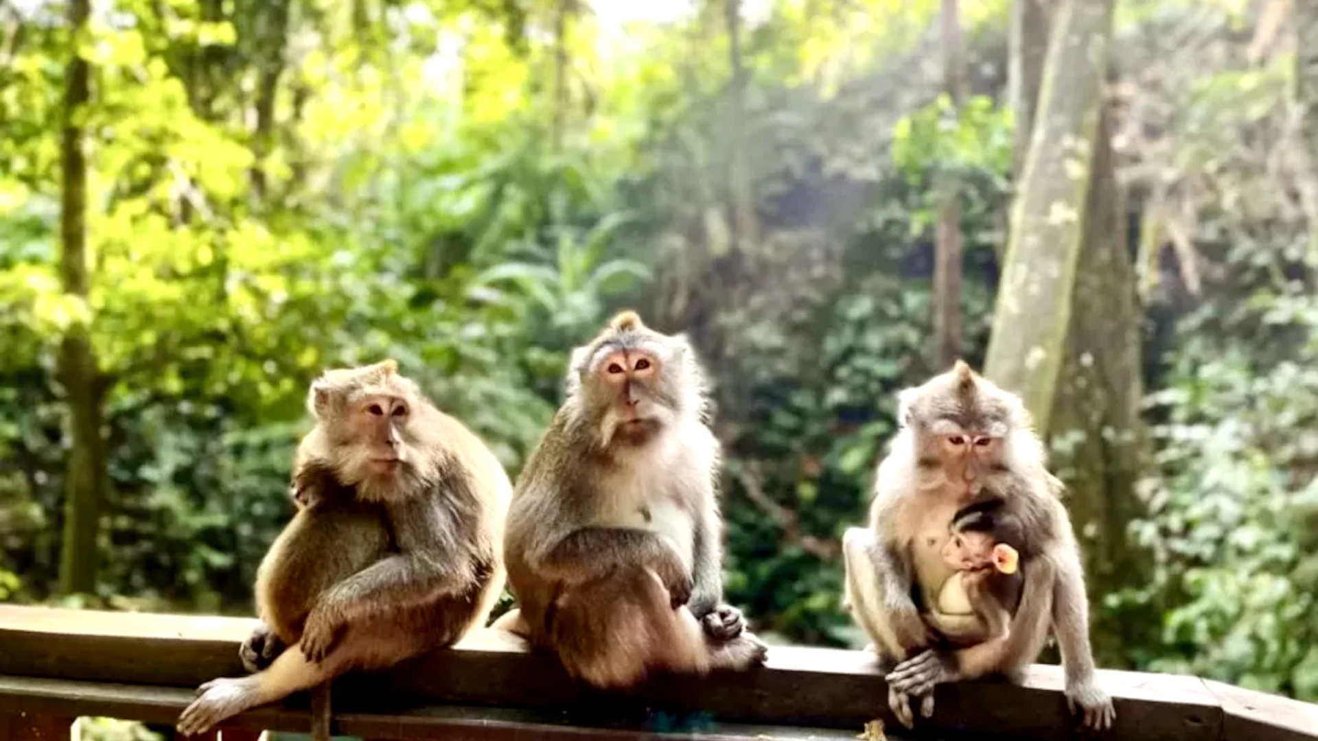 Wisata Ubud Hutan Monyet 