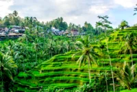 Wisata Ubud Bali : Panduan Lengkap Tempat, Aktivitas, & Tips Liburan Terbaru Tahun Ini
