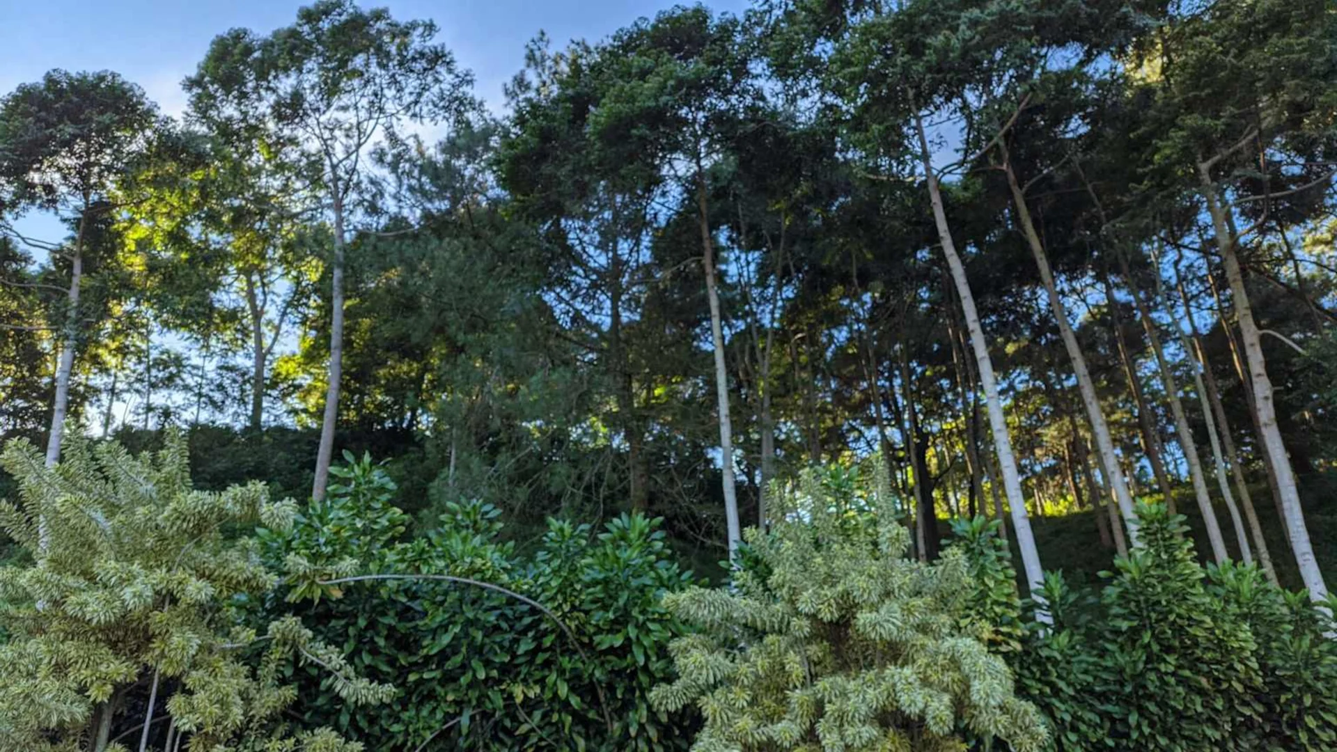 hutan cifor bogor